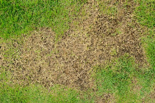 Example of lawn damage caused by webworms