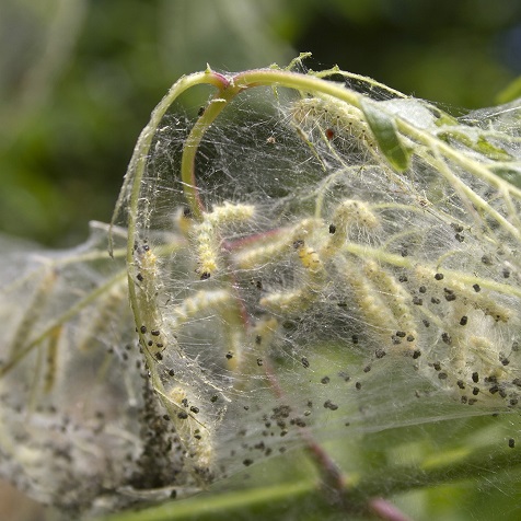 Sod webworms in Web