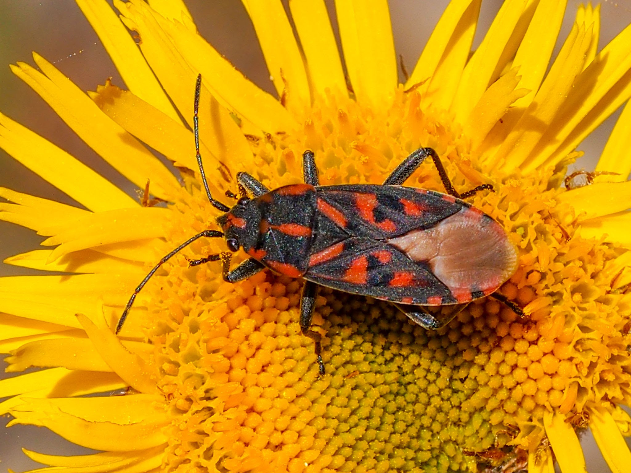 5 Most Common Lawn Insects in Oklahoma and How to Control Them ...