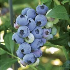 BlueRay Blueberry