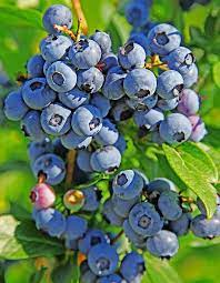 Duke Blueberry