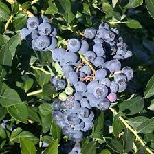 Reka Blueberry