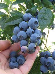 Spartan Blueberry