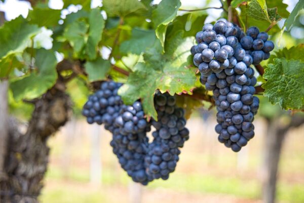 Concord Grape